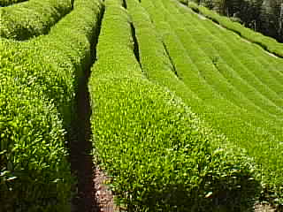 tea farm3